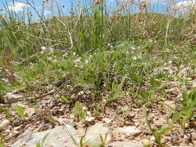 Astragalus microcystis, photographed by Matt Lavin