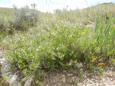 Astragalus microcystis, photographed by Matt Lavin