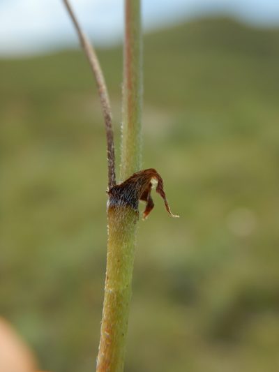 Astragalus microcystis, photographed by Matt Lavin