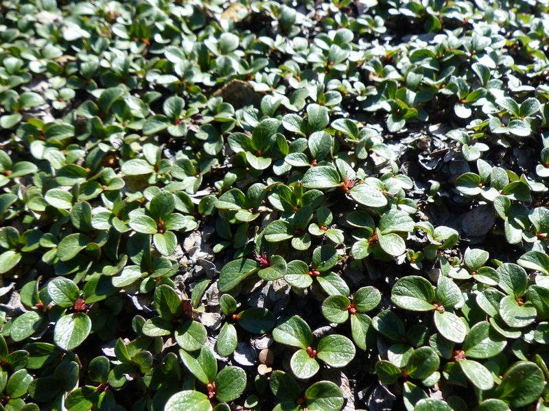 Salix nivalis, photographed by J Straka
