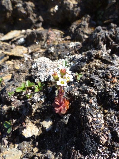 Saxifraga adscendens, photographed by J Straka