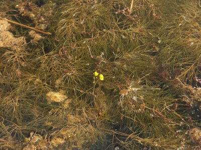 Utricularia vulgaris, photographed by Oleg Kosterin