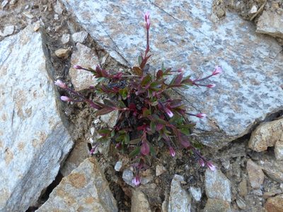 Epilobium anagallidifolium, photographed by J Straka