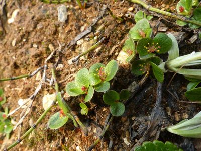 Salix nivalis, photographed by J Straka