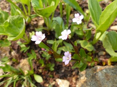 Epilobium anagallidifolium, photographed by J Straka