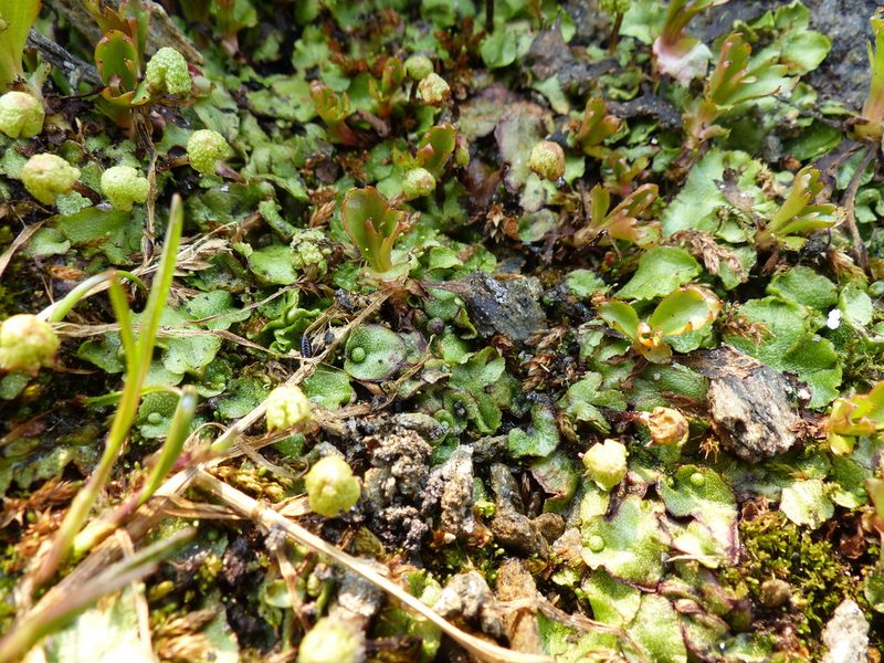 Asterella lindenbergiana, photographed by J Straka
