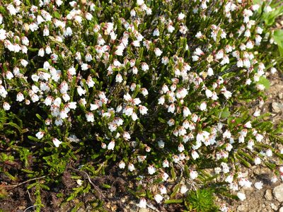 Cassiope mertensiana, photographed by J Straka
