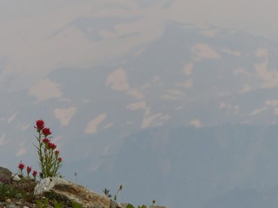 Castilleja rhexiifolia, photographed by J Straka