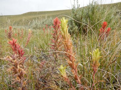 Castilleja angustifolia, photographed by Matt Lavin