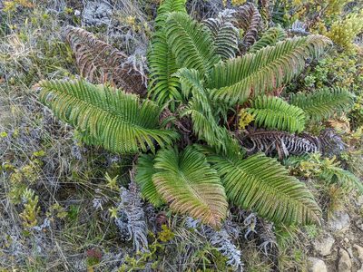 Sadleria cyatheoides, photographed by Ken-ichi Ueda