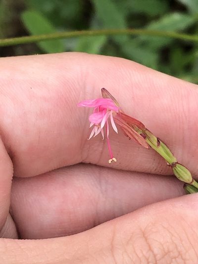 Oenothera podocarpa, photographed by Jared Shorma