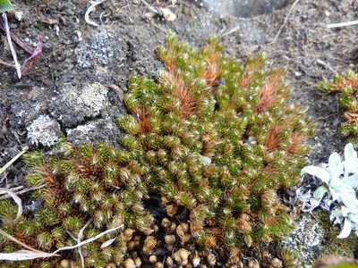 Selaginella standleyi, photographed by J Straka