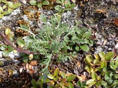 Artemisia campestris