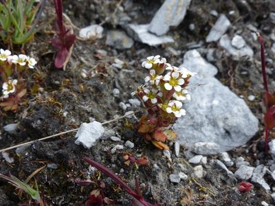 Saxifraga adscendens, photographed by J Straka