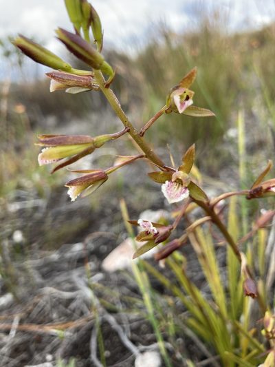Eulophia tristis, photographed by jeanetteclarke