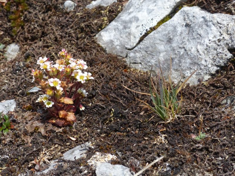 Saxifraga adscendens, photographed by J Straka