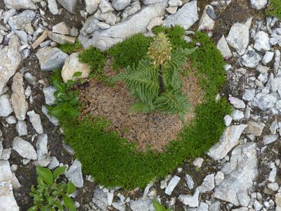 Pedicularis bracteosa, photographed by J Straka