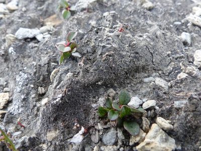 Salix nivalis, photographed by J Straka