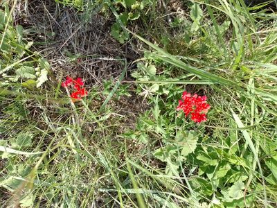 Verbena peruviana, photographed by Tomás Carranza Perales
