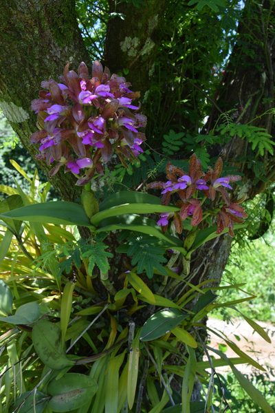 Cattleya tigrina, photographed by Lucas Kaminski