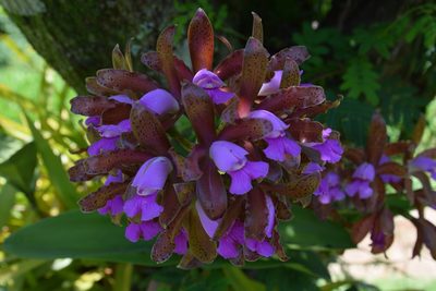 Cattleya tigrina, photographed by Lucas Kaminski