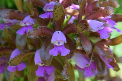 Cattleya tigrina, photographed by Lucas Kaminski