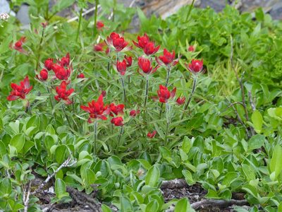 Castilleja rhexiifolia, photographed by J Straka