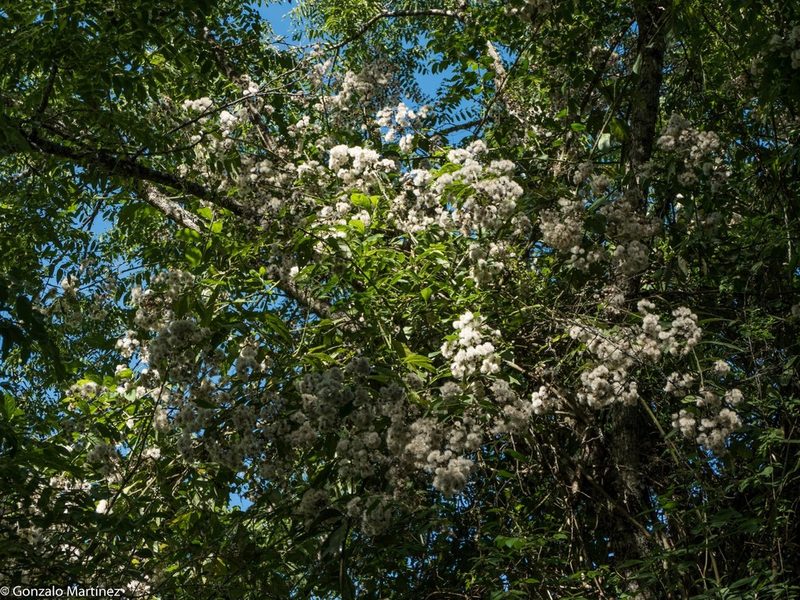 Quechualia fulta, photographed by Gonzalo Martinez
