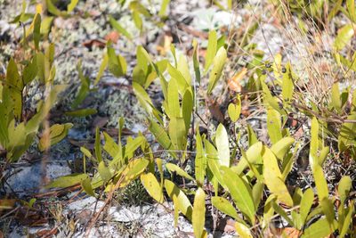 Geobalanus oblongifolius, photographed by Neli Kanonerova