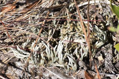 Selaginella arenicola, photographed by Neli Kanonerova