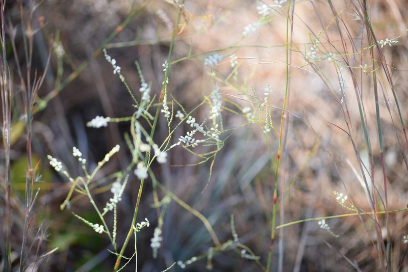 Polygonella gracilis, photographed by Neli Kanonerova