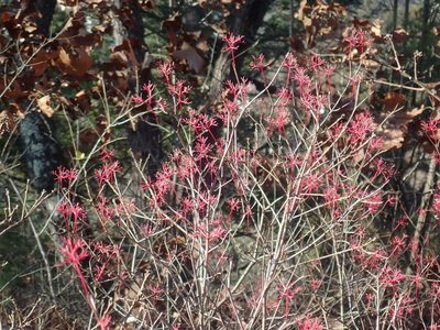 Cornus racemosa, photographed by Lynn Harper