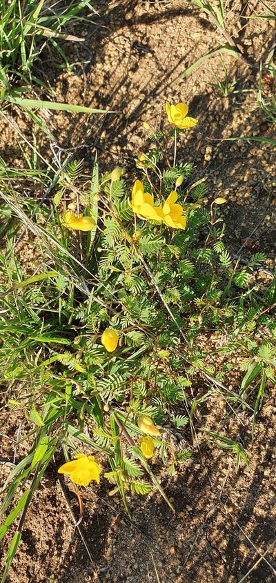 Chamaecrista concinna, photographed by Bethlea Bell