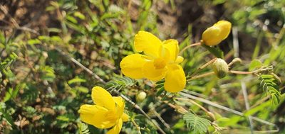 Chamaecrista concinna, photographed by Bethlea Bell