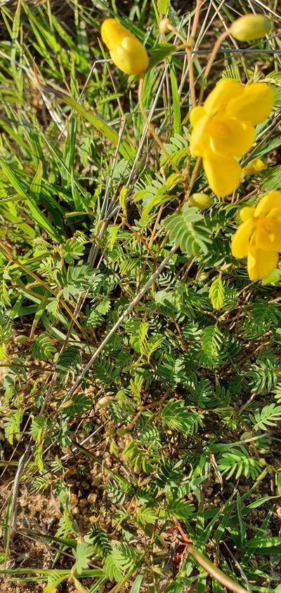 Chamaecrista concinna, photographed by Bethlea Bell