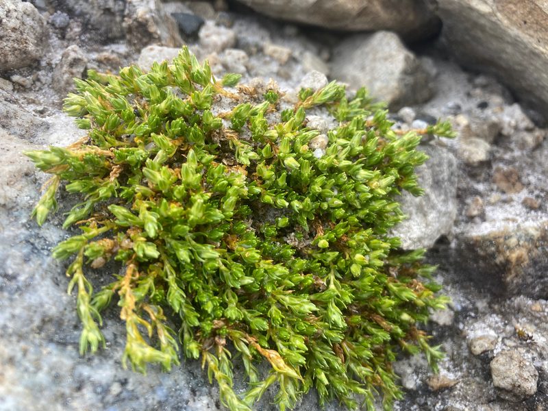 Arenaria venezuelana, photographed by Fabien Anthelme