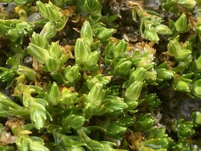 Arenaria venezuelana, photographed by Fabien Anthelme