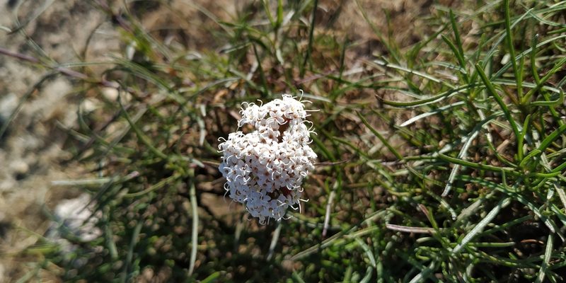 Stevia salicifolia, photographed by Tereso Hernández Morales