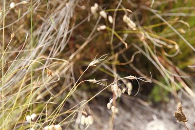 Ficinia nigrescens, photographed by Tony Rebelo