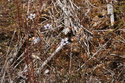 Wahlenbergia capensis, photographed by Tony Rebelo