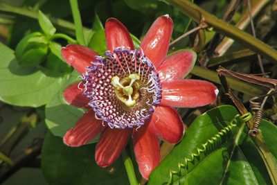 Passiflora alata, photographed by Hugo Hulsberg
