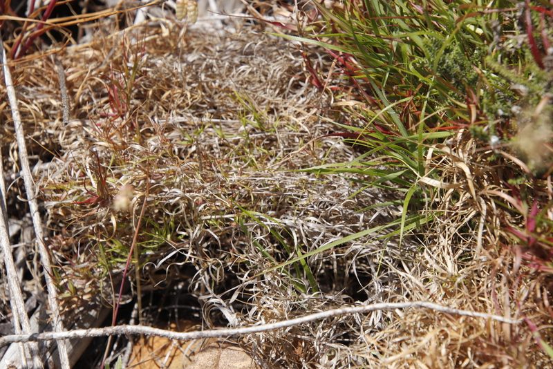 Pentameris densifolia, photographed by Tony Rebelo