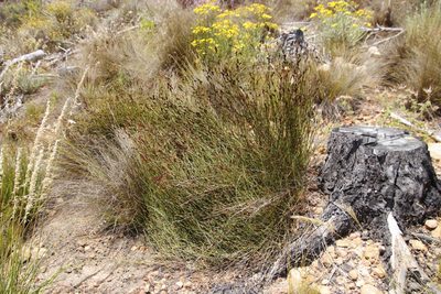Restio capensis, photographed by Tony Rebelo