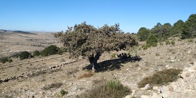 Quercus grisea, photographed by Tereso Hernández Morales