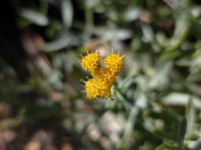 Ericameria parishii, photographed by Daniel S.