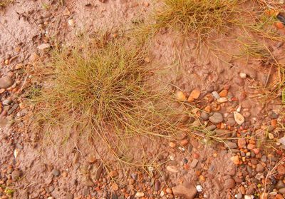 Puccinellia maritima, photographed by Jon Mortin