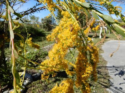 Solidago mexicana, photographed by Lyndsey