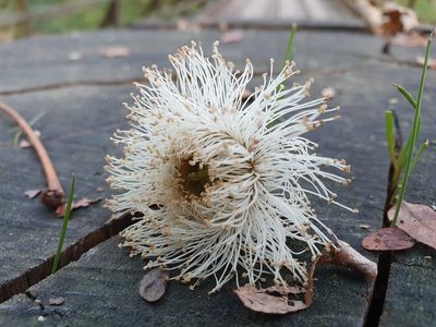 Eucalyptus globulus, photographed by João Valença