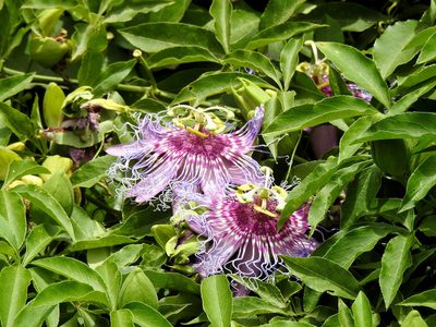 Passiflora cincinnata, photographed by Naturalist Tours