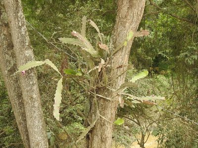 Epiphyllum phyllanthus, photographed by Naturalist Tours